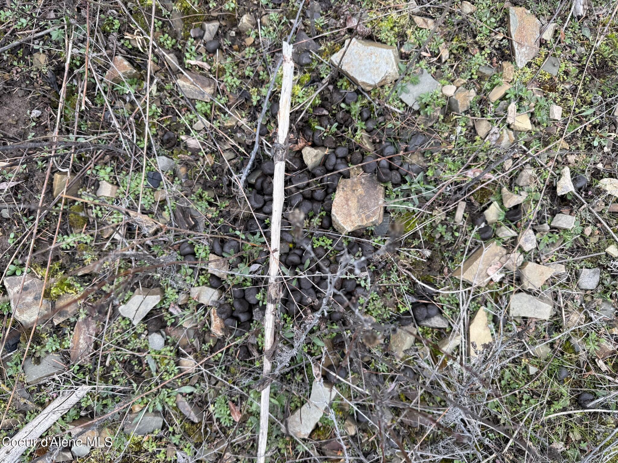 Nka Hells Gulch Road St. Maries, ID 83861 - Photo 17 of 17 IMG_7695