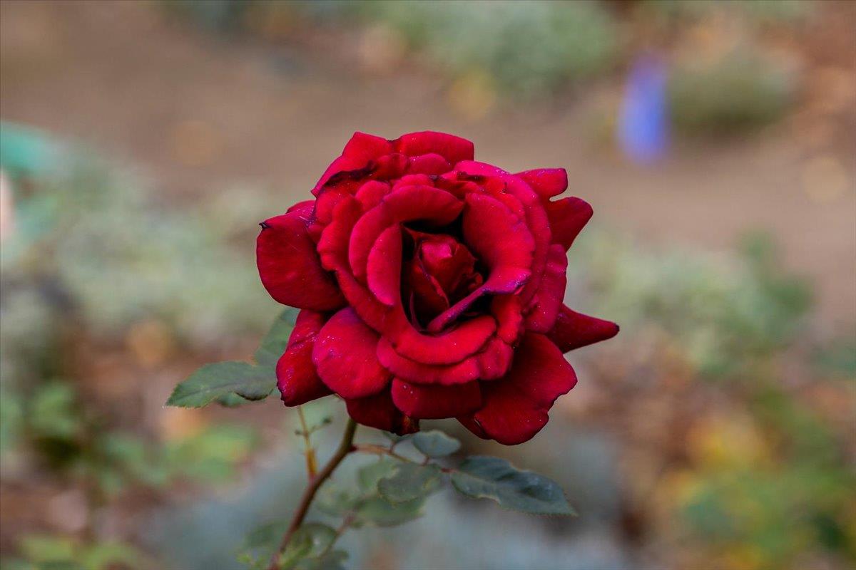 14446 Perimeter Road Grass Valley, CA 95949 - Photo 31 of 71