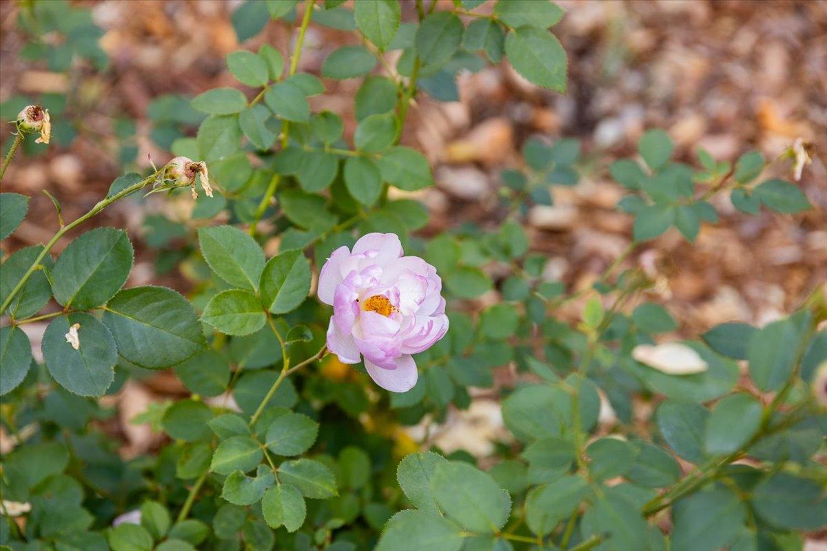14446 Perimeter Road Grass Valley, CA 95949 - Photo 32 of 71