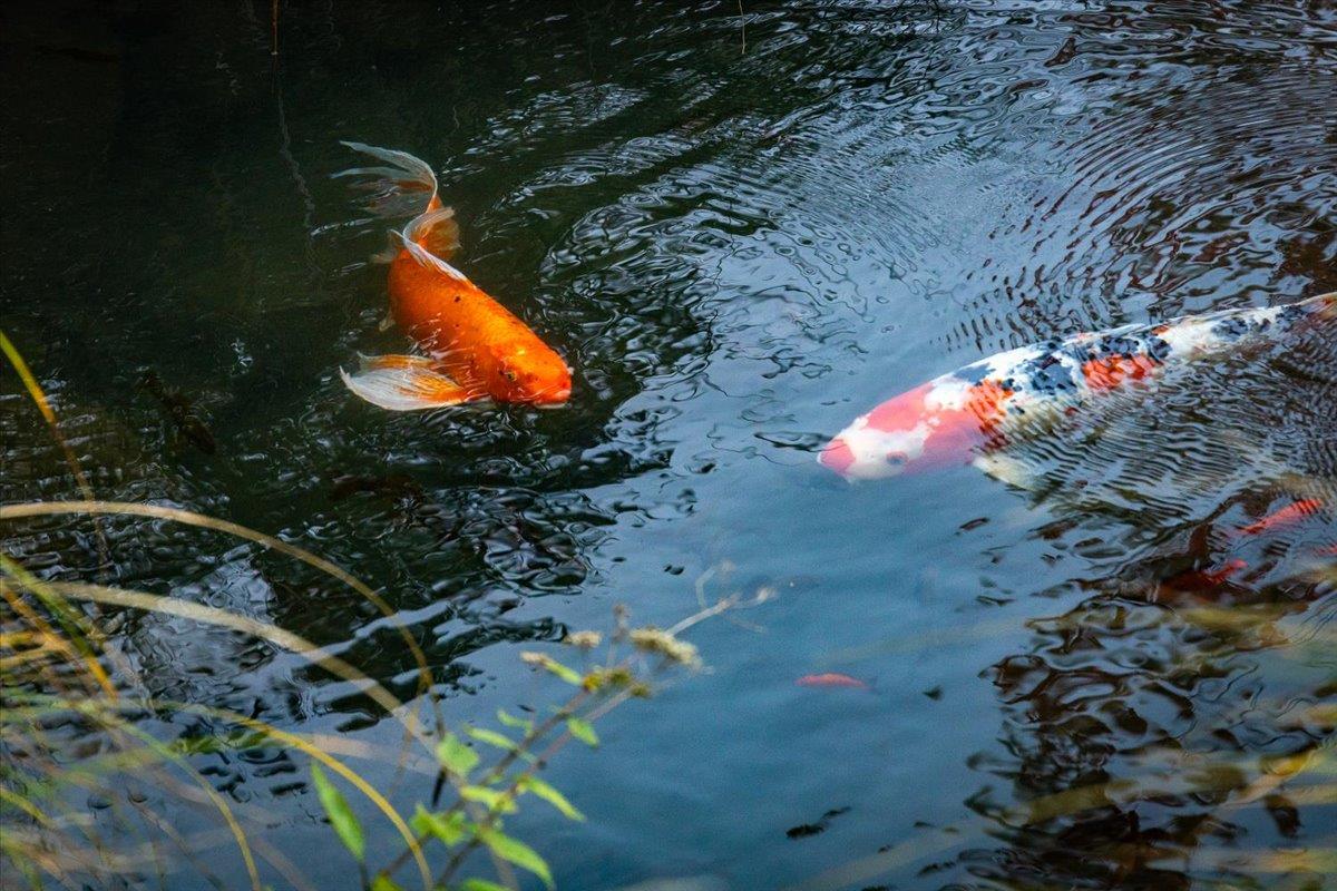 14446 Perimeter Road Grass Valley, CA 95949 - Photo 37 of 71