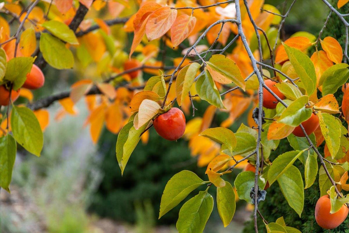 14446 Perimeter Road Grass Valley, CA 95949 - Photo 38 of 71