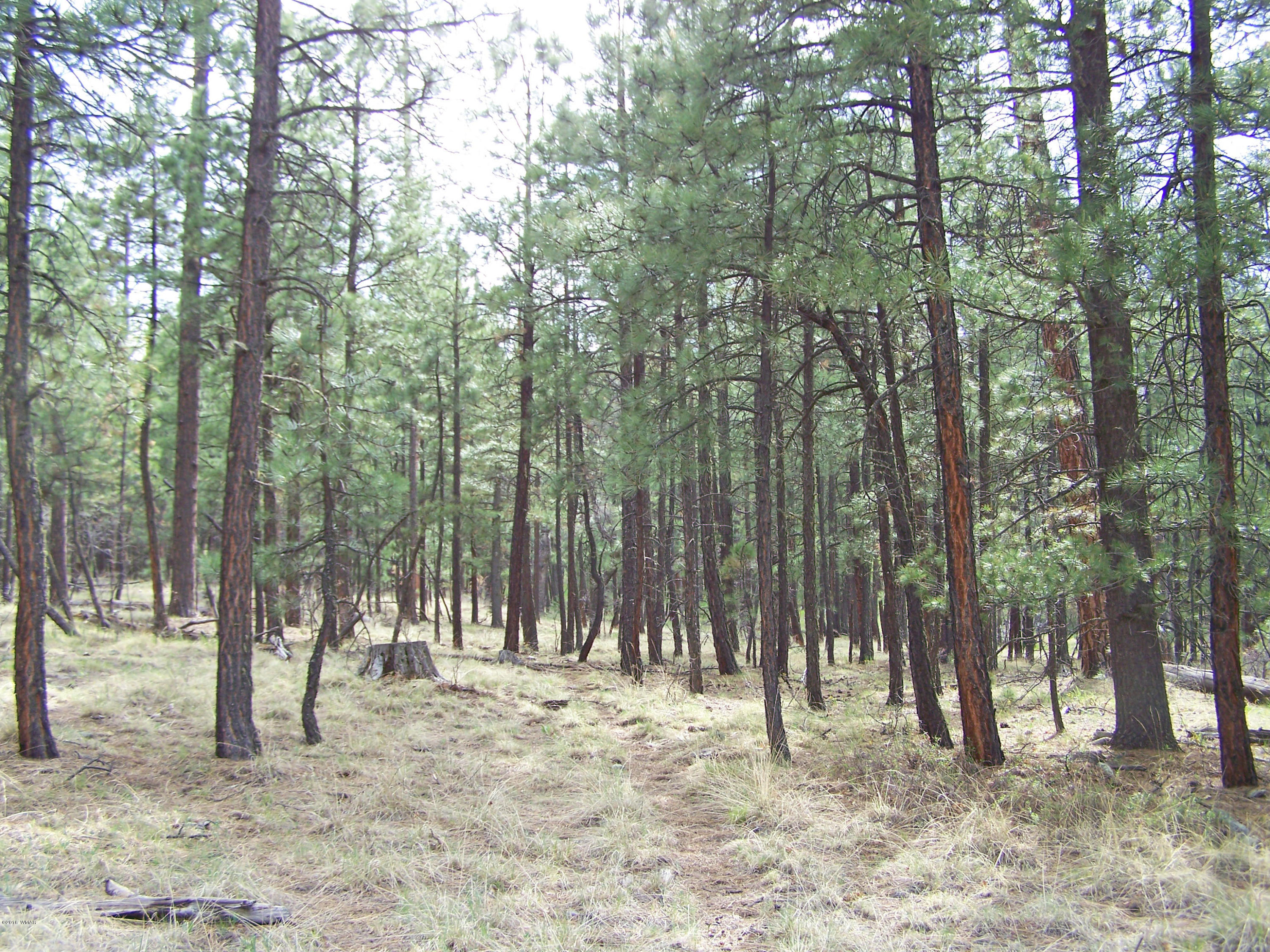 11 County Road Alpine, AZ 85920 - Photo 2 of 9