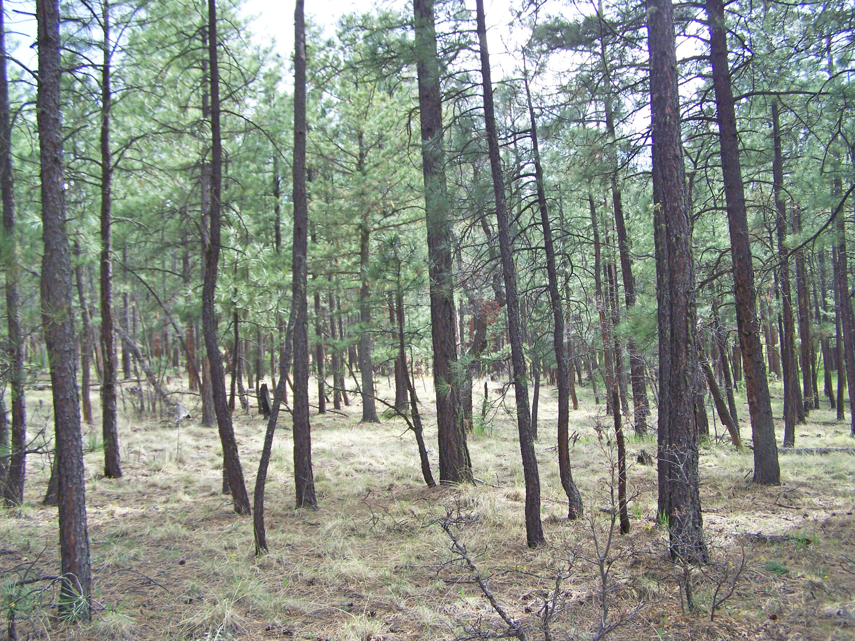 11 County Road Alpine, AZ 85920 - Photo 3 of 9