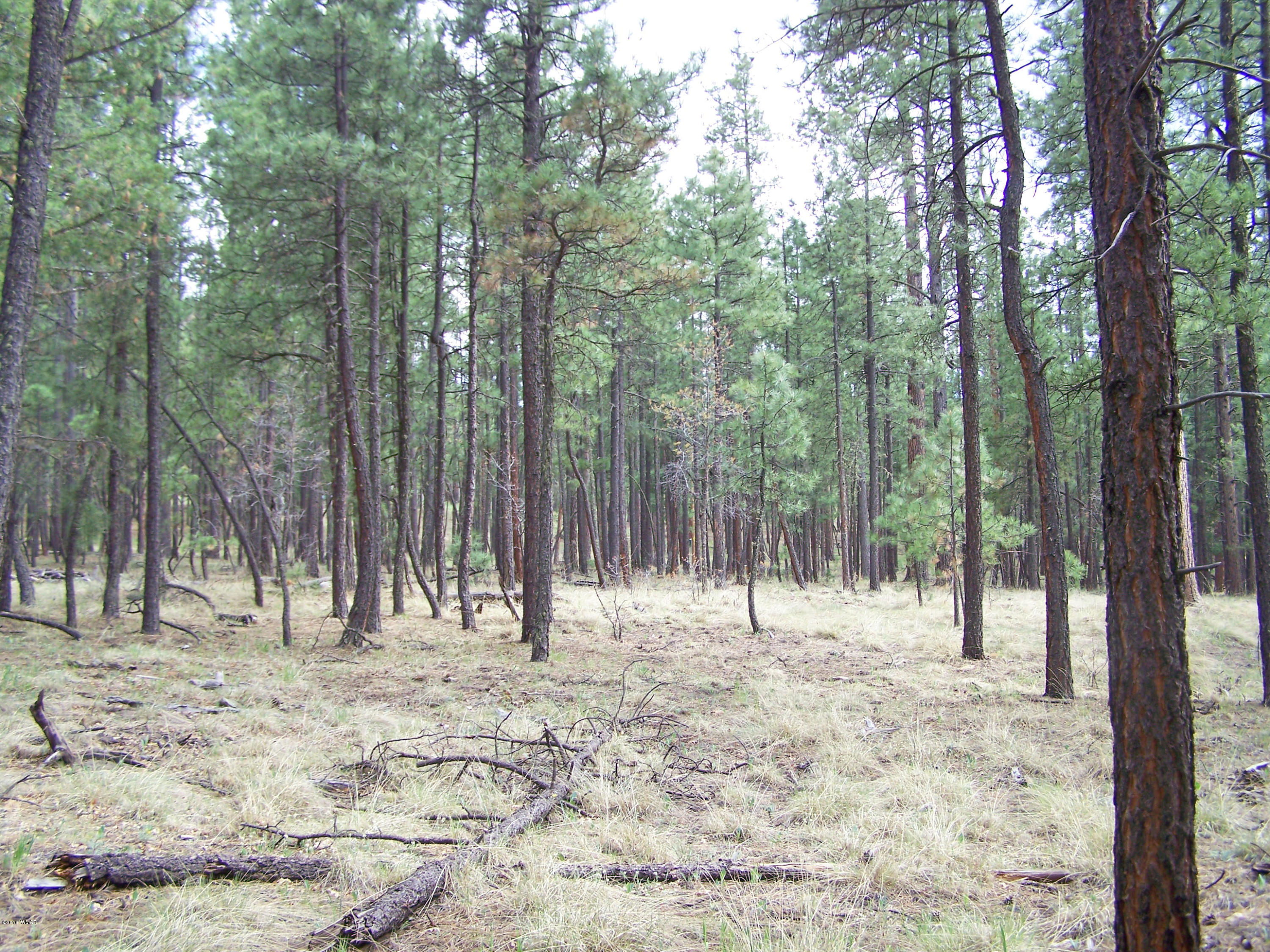 11 County Road Alpine, AZ 85920 - Photo 4 of 9