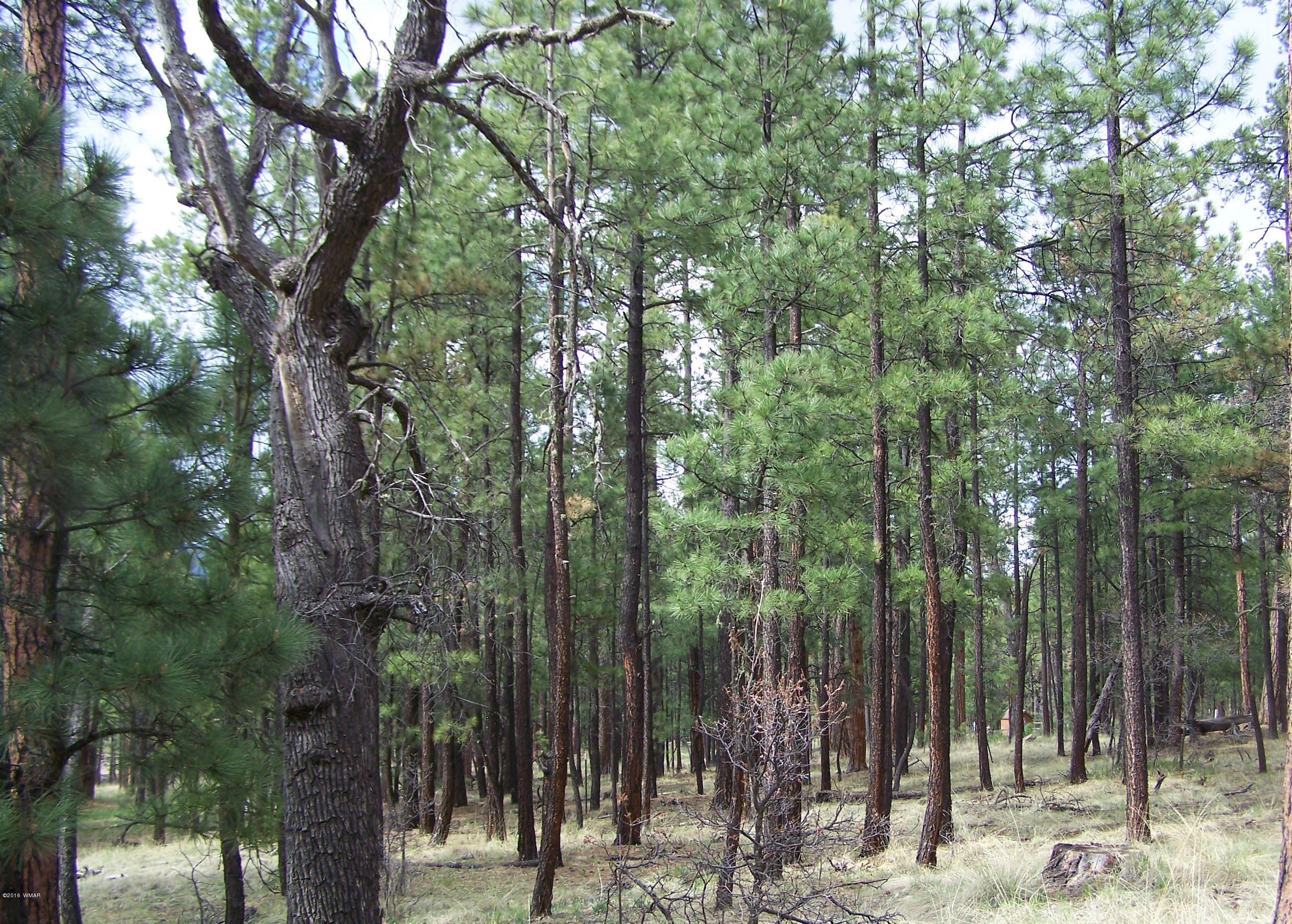 11 County Road Alpine, AZ 85920 - Photo 5 of 9