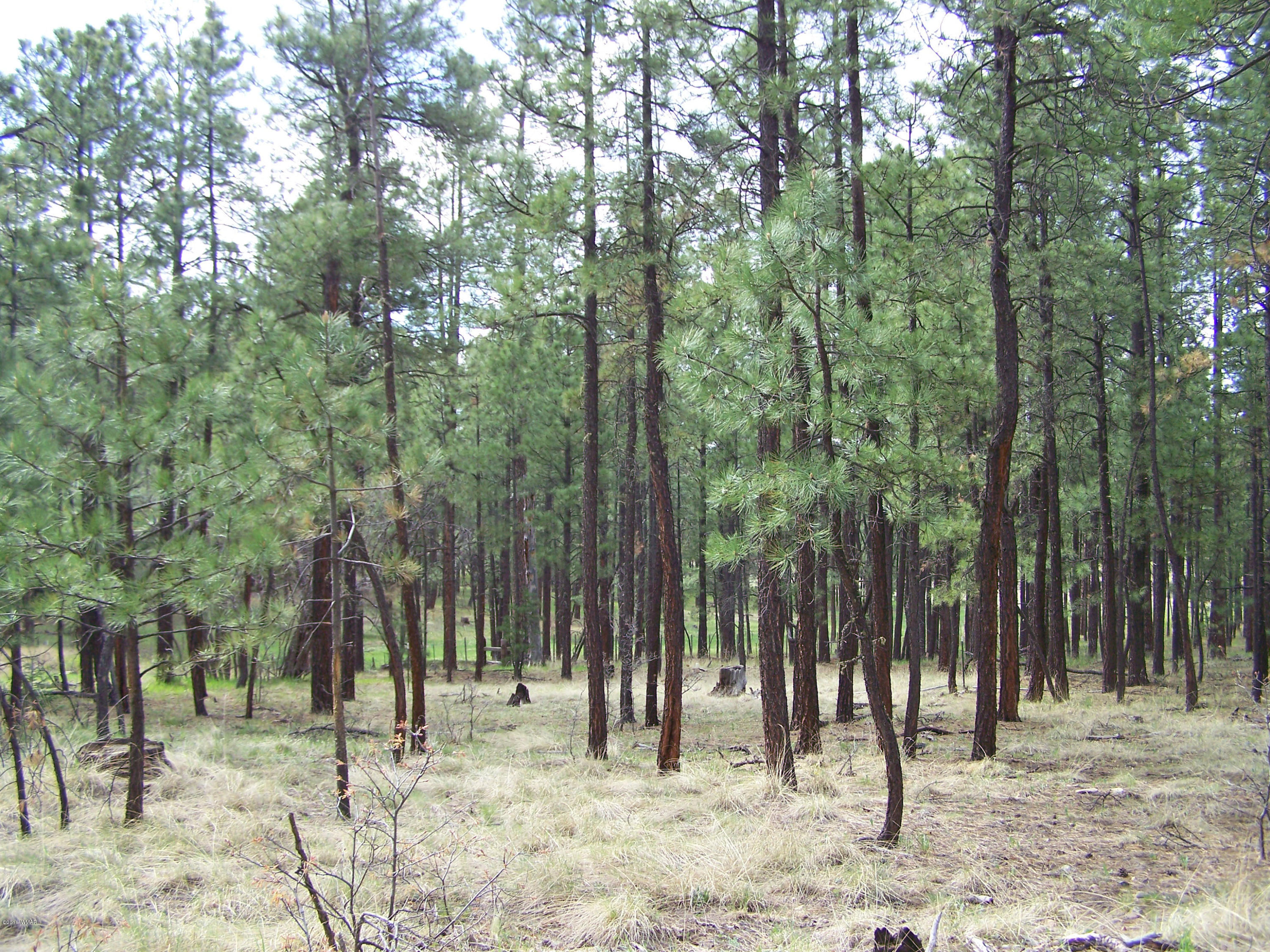 11 County Road Alpine, AZ 85920 - Photo 6 of 9
