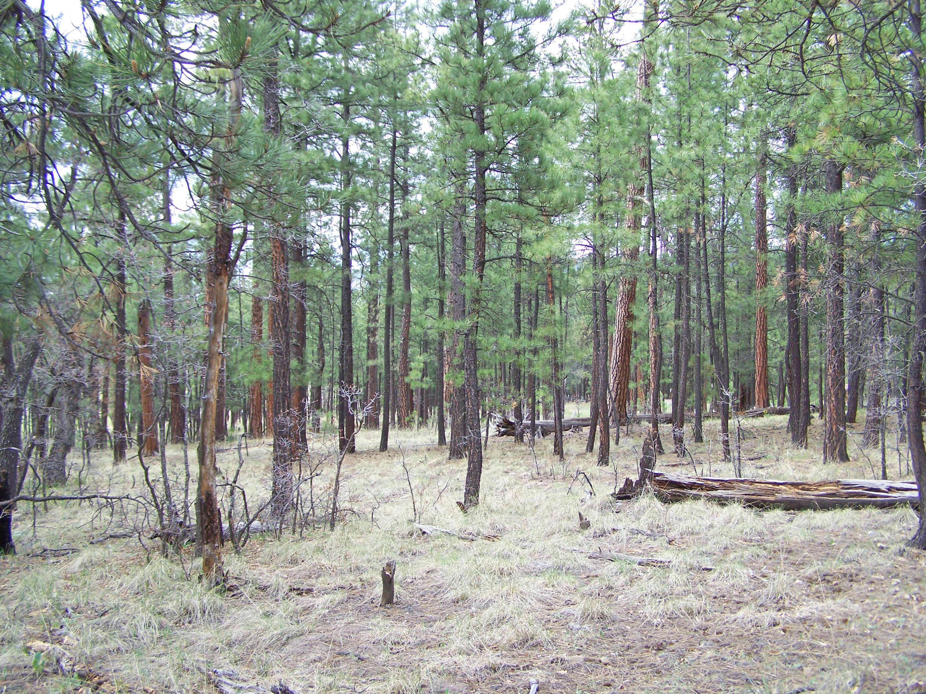 11 County Road Alpine, AZ 85920 - Photo 7 of 9