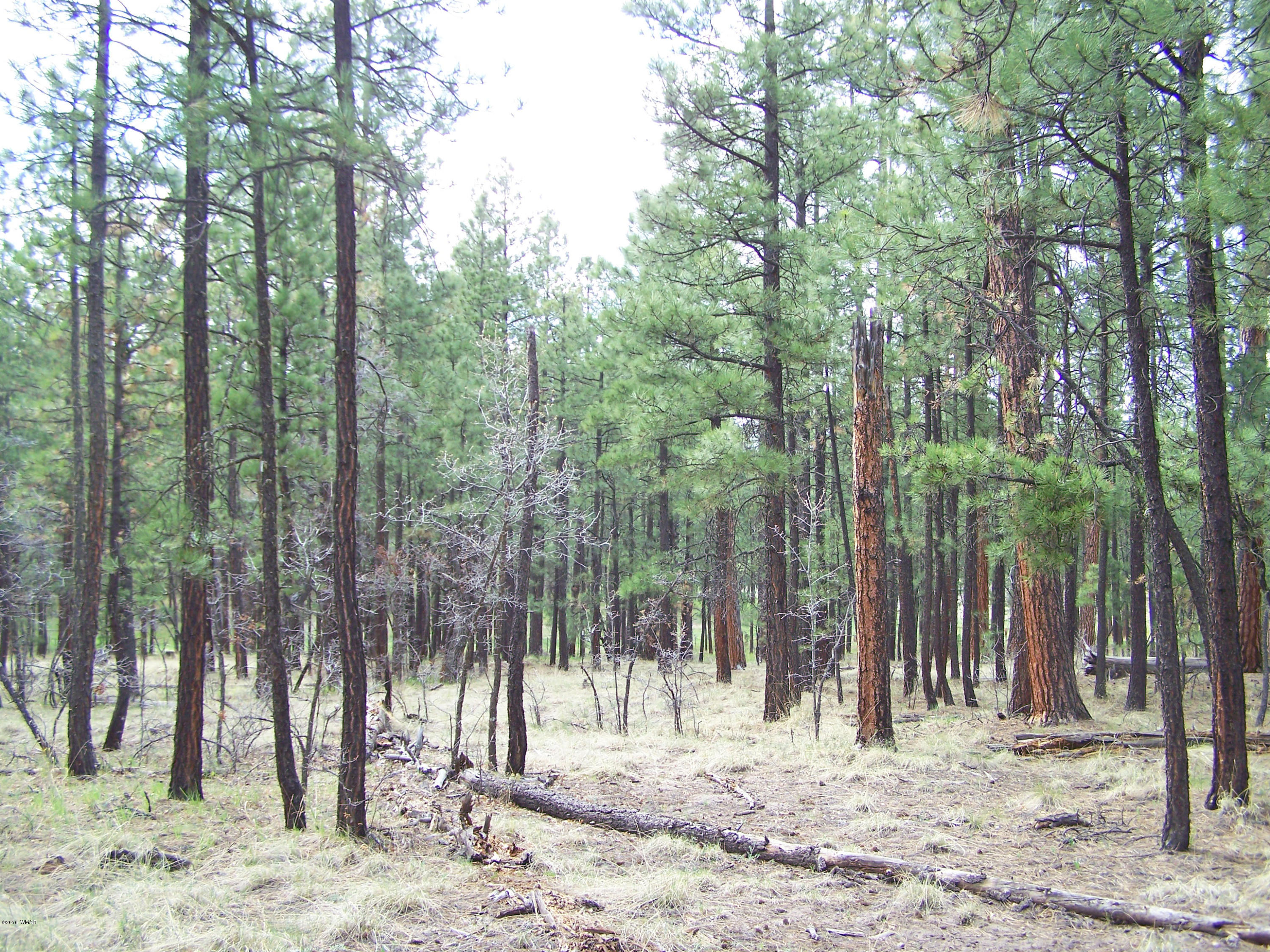 11 County Road Alpine, AZ 85920 - Photo 8 of 9