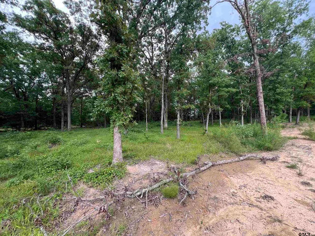 a view of a park with large trees