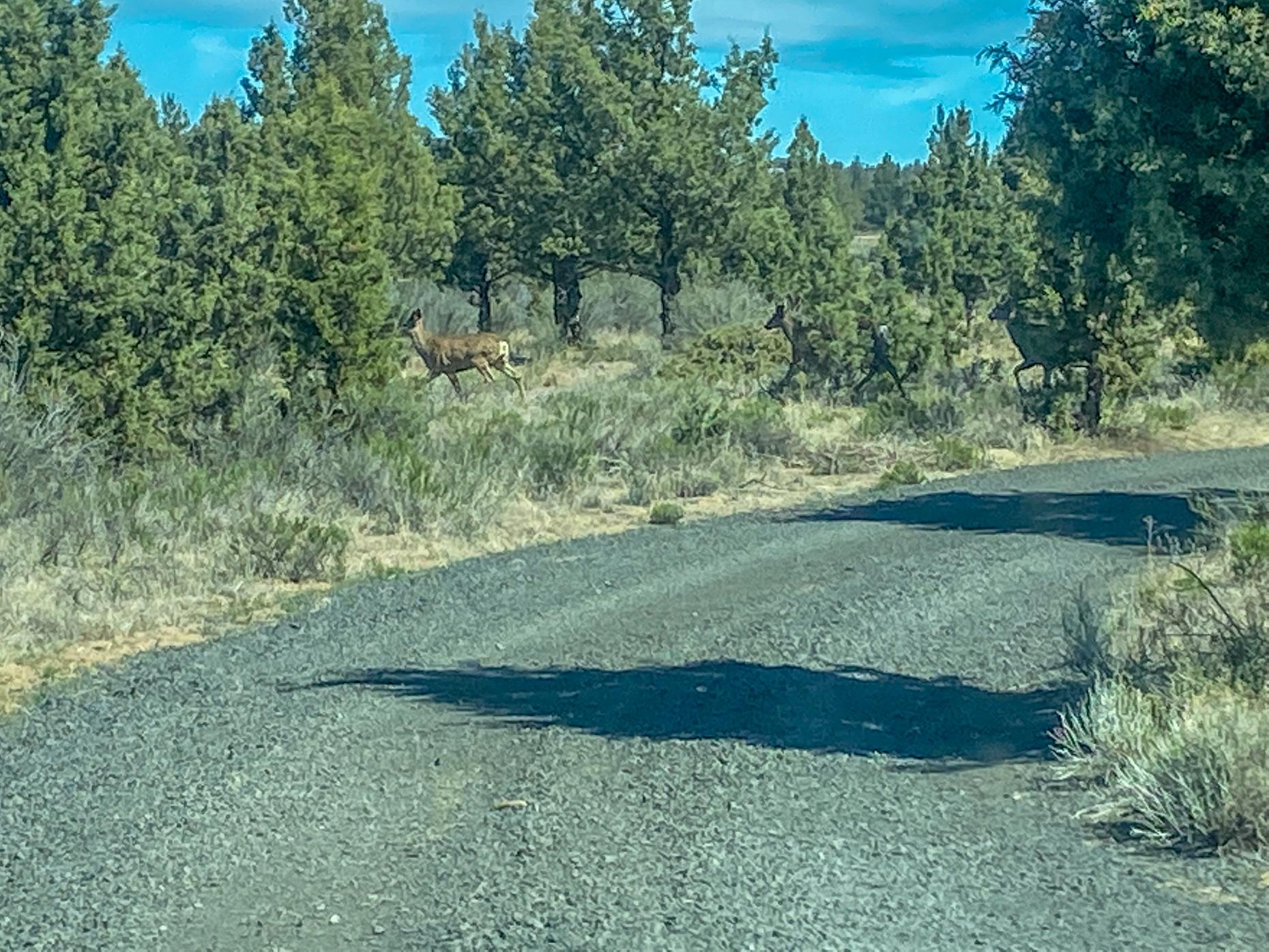 11368 Southeast Davis Loop Prineville, OR 97754 - Photo 22 of 22 batch_20