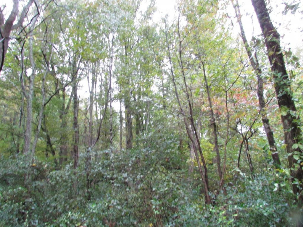 Tbd Nave Hollow Road Elizabethton, TN 37643 - Photo 11 of 11 Photo 11