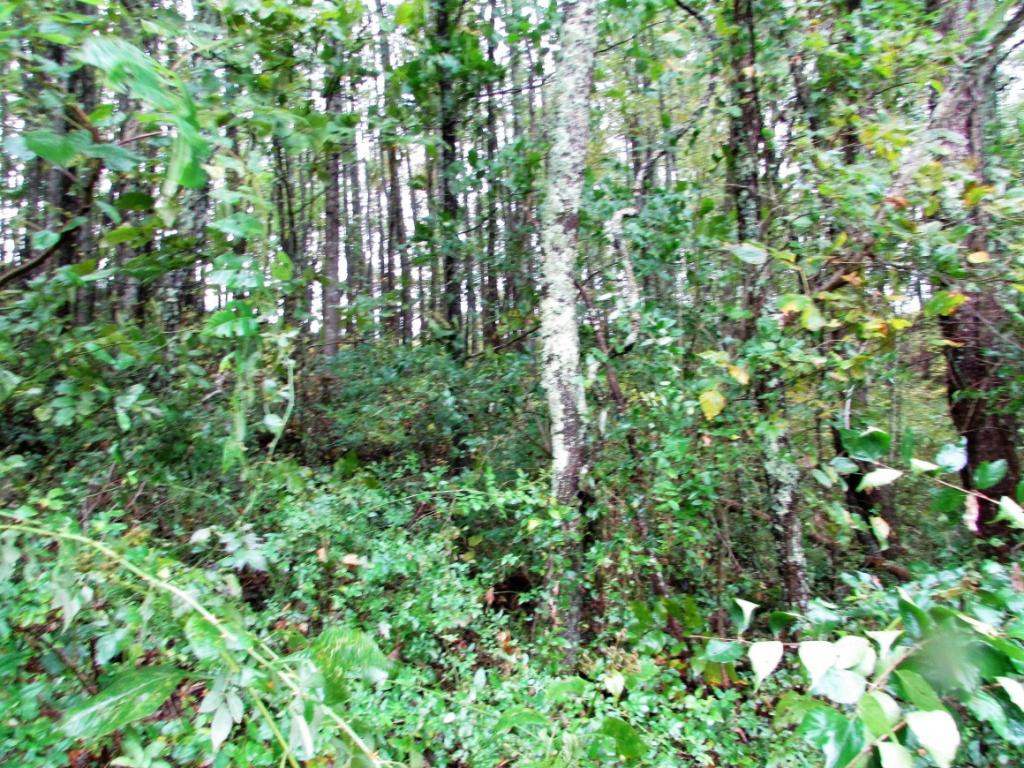 Tbd Nave Hollow Road Elizabethton, TN 37643 - Photo 3 of 11 Photo 3