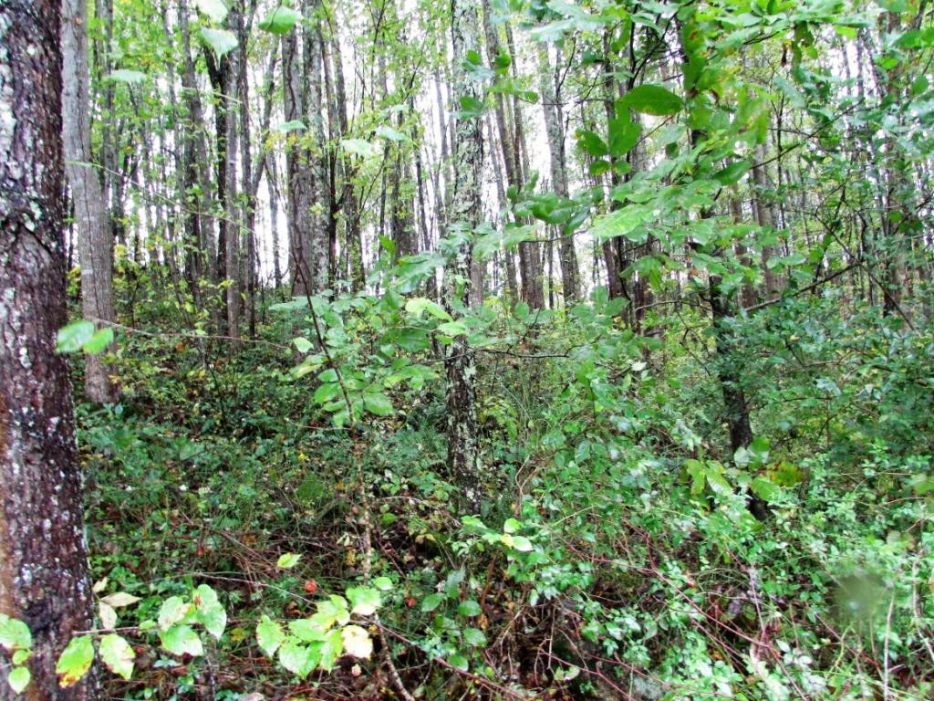 Tbd Nave Hollow Road Elizabethton, TN 37643 - Photo 4 of 11 Photo 4
