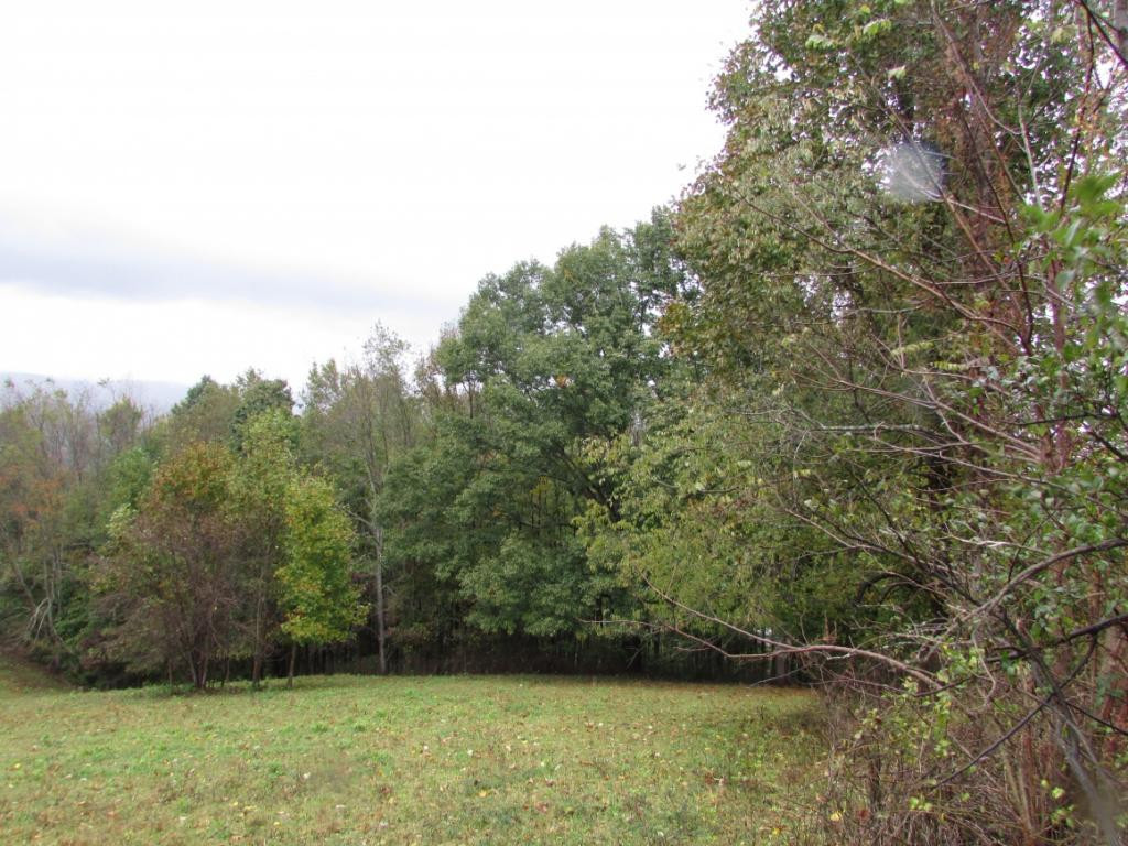 Tbd Nave Hollow Road Elizabethton, TN 37643 - Photo 6 of 11 Photo 6