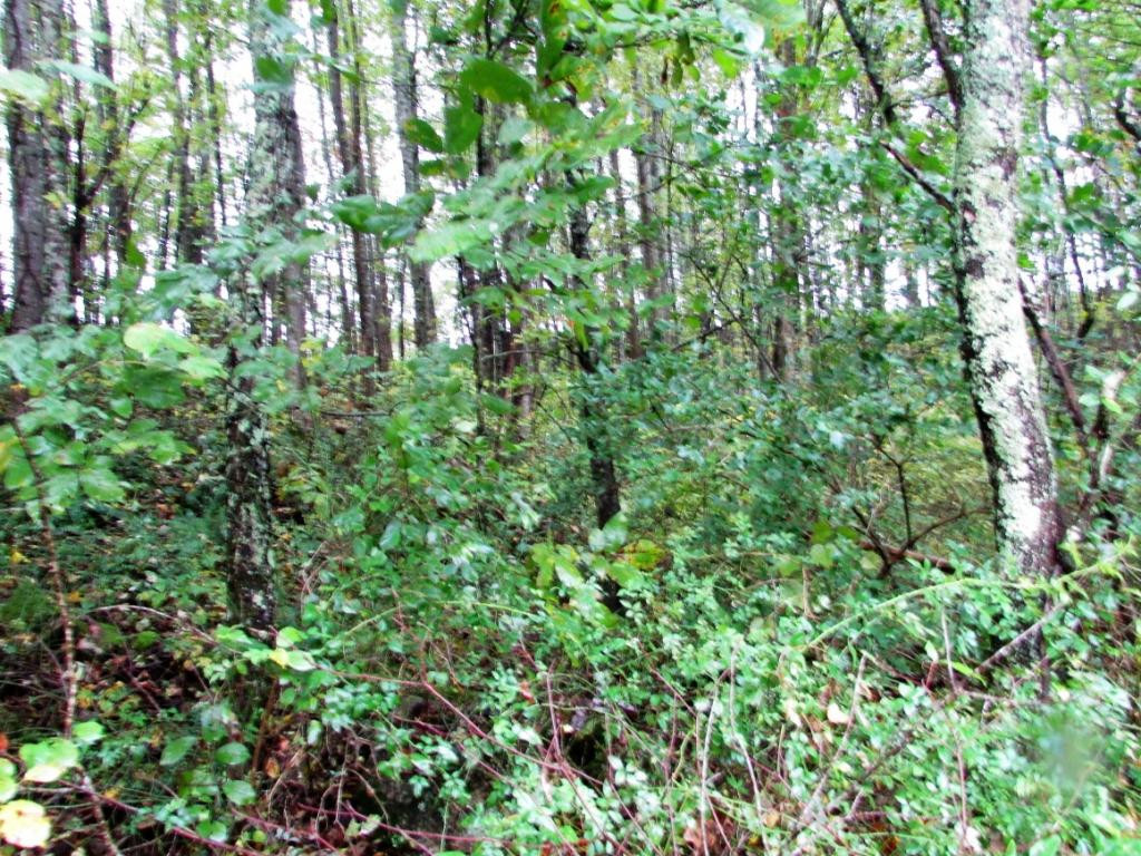 Tbd Nave Hollow Road Elizabethton, TN 37643 - Photo 7 of 11 Photo 7