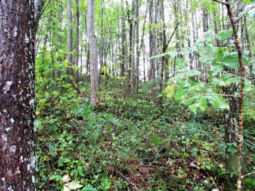 Tbd Nave Hollow Road Elizabethton, TN 37643 - Photo 8 of 11 Photo 8