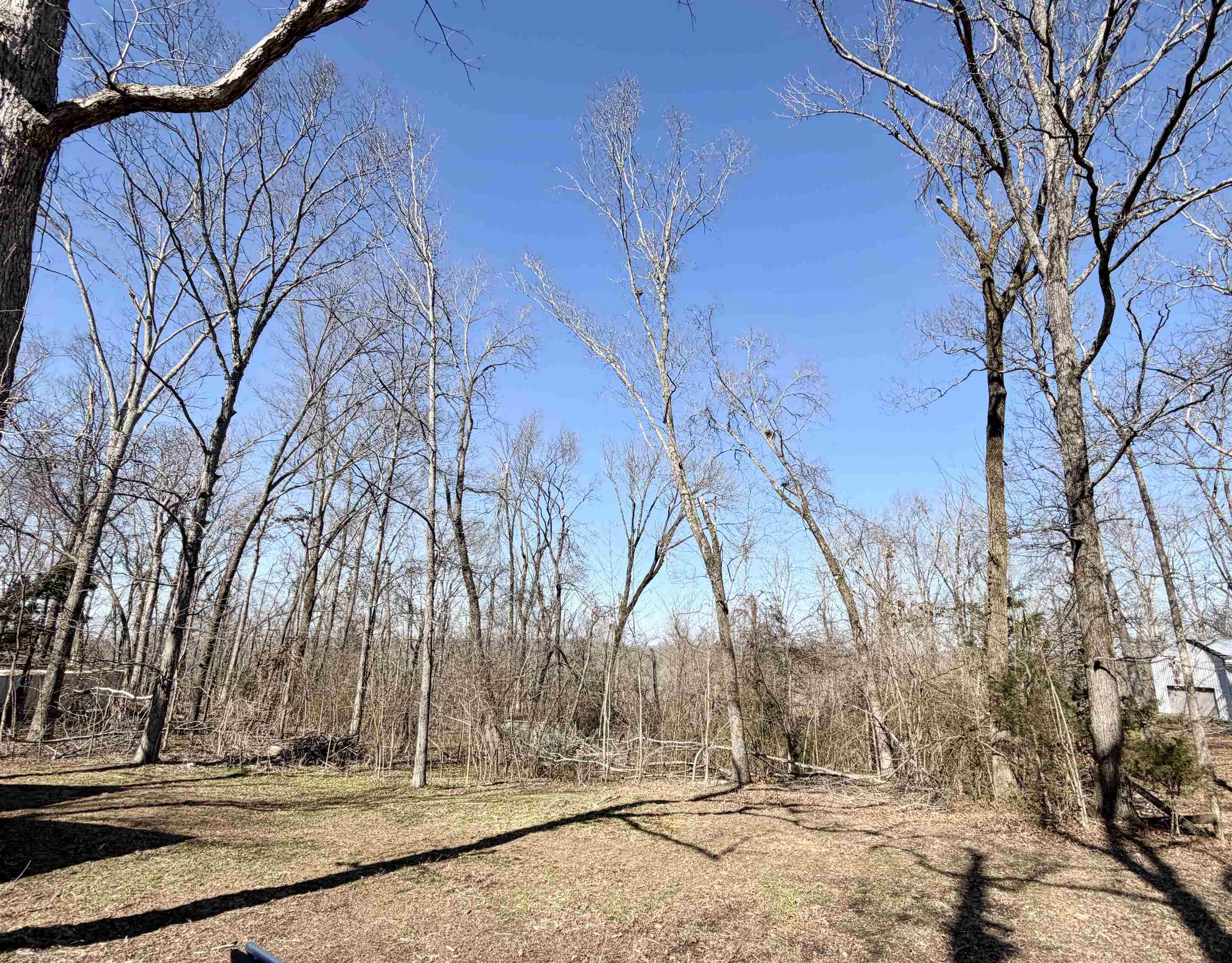 345 Shad Lane Adamsville, TN 38310 - Photo 18 of 20 View of yard