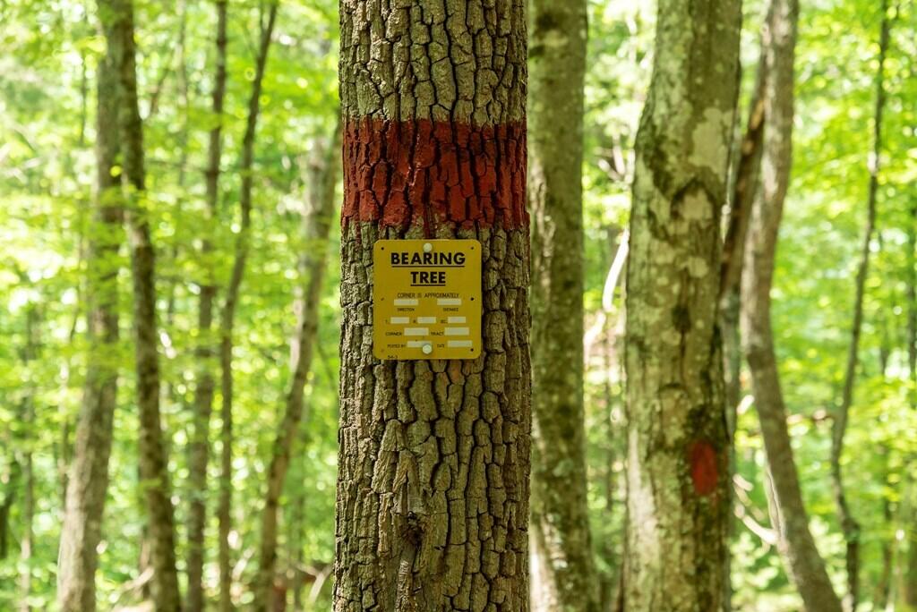 37220 Widener Valley Road Glade Spring, VA 24340 - Photo 64 of 70 86977_30