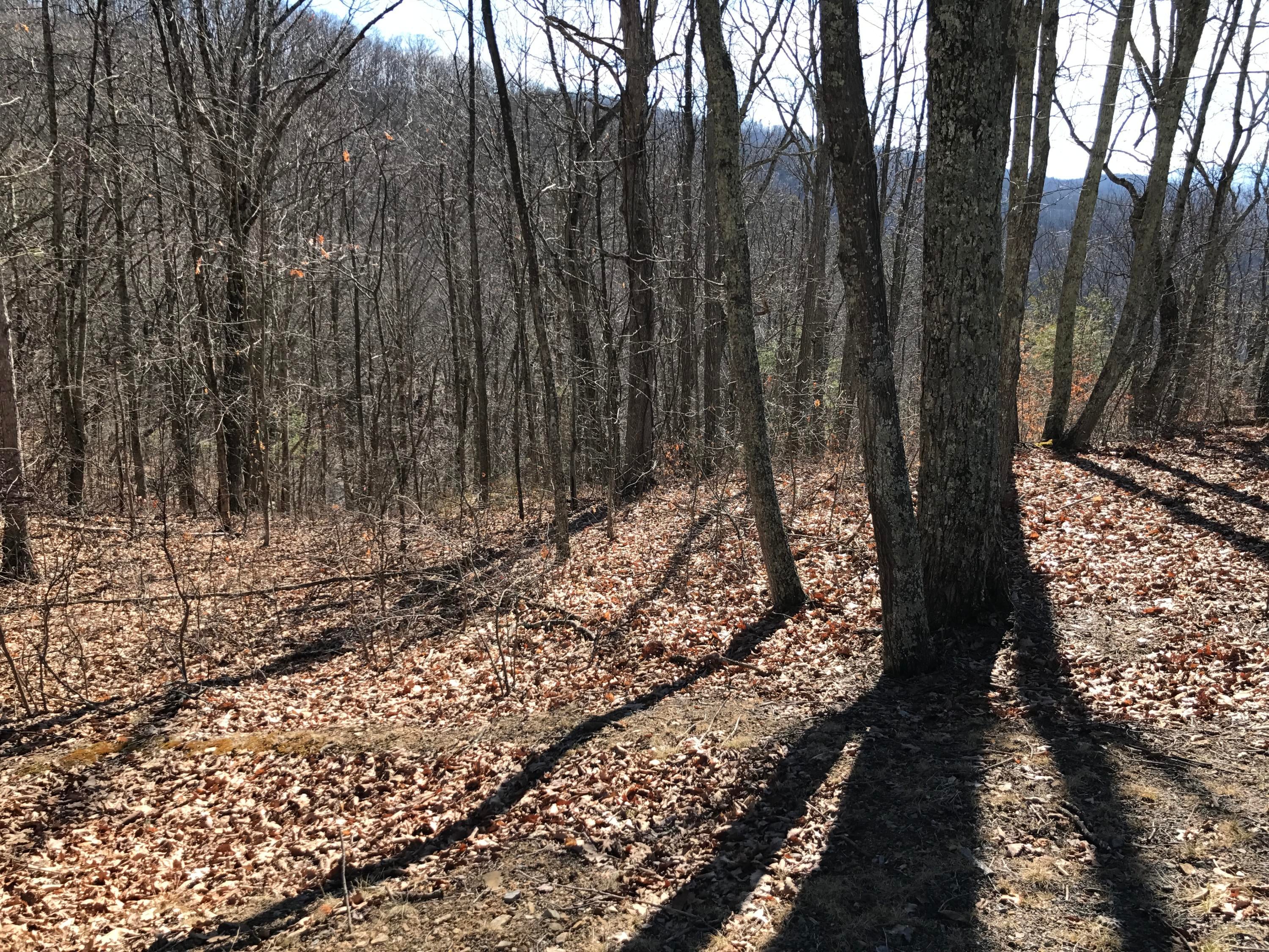 Lot 39 Wildwood Ridge Lindside, WV 24951 - Photo 7 of 24 Gallery Image 7