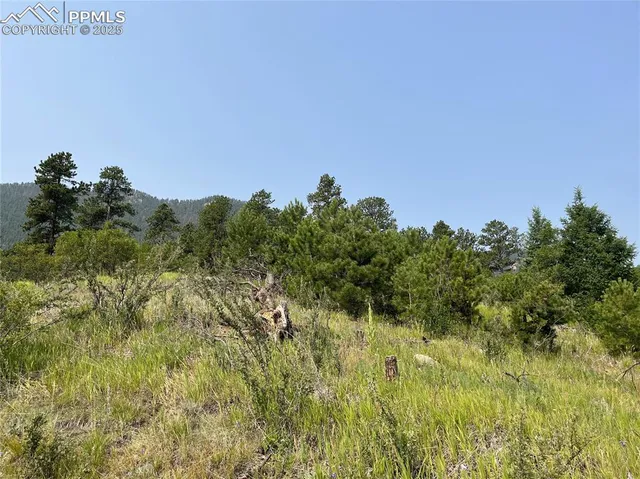 a view of a lush green space