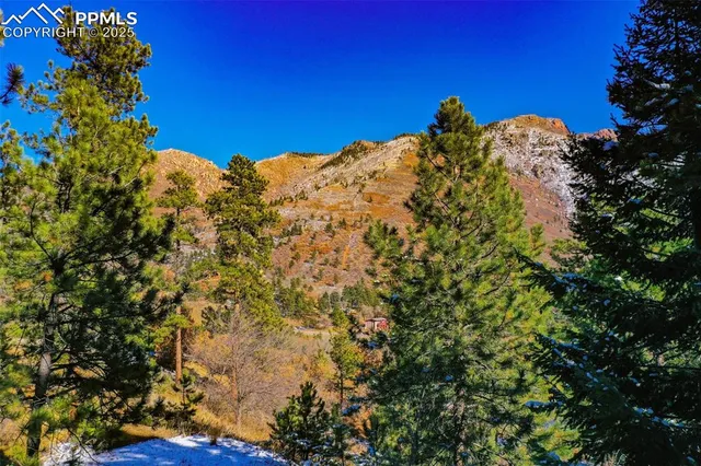 a view of a tall tree in a yard