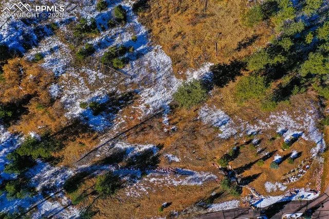 a view of a tree in a yard