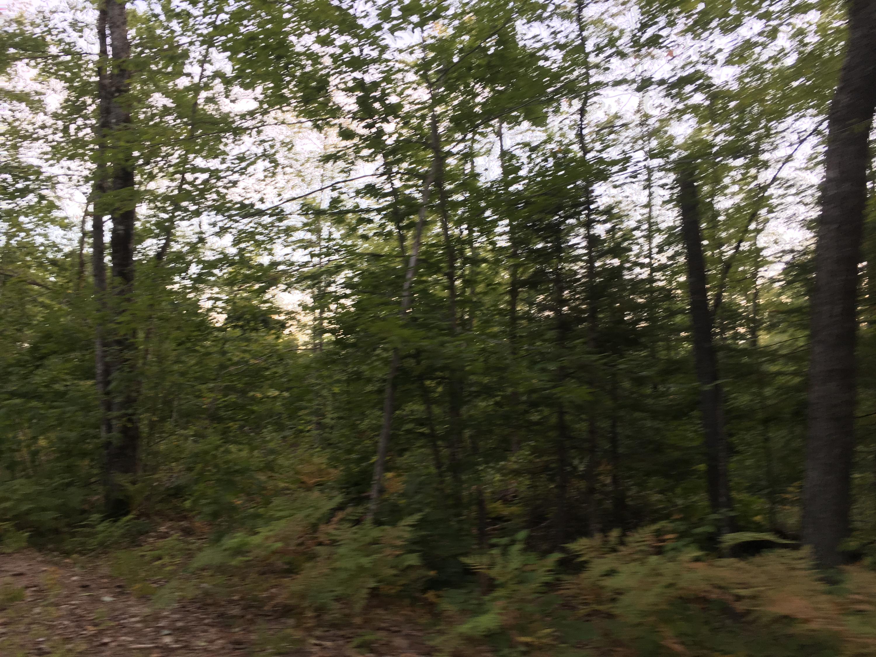 32-acres Sand Pond Road East Baldwin, ME 04024 - Photo 4 of 11 B3455869-DBD5-4931-8EB9-64C3C3F4A03F