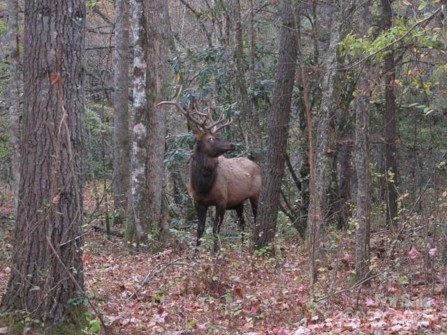 860 Pless Underwood Road Maggie Valley, NC 28751 - Photo 34 of 45 a view of a yard in a forest