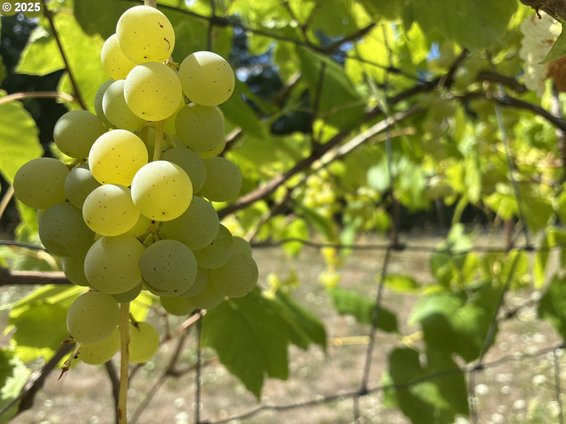 181 Vada Street Carson, WA 98610 - Photo 26 of 30 a view of the tree in front of the house