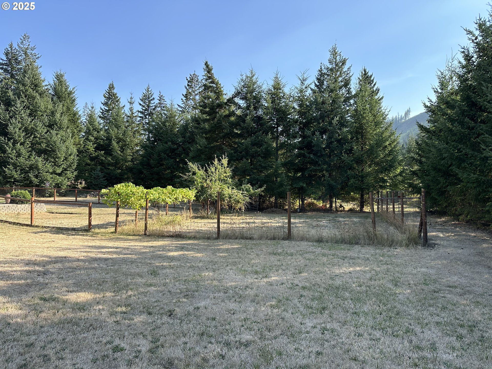 181 Vada Street Carson, WA 98610 - Photo 29 of 30 a view of dirt yard with trees