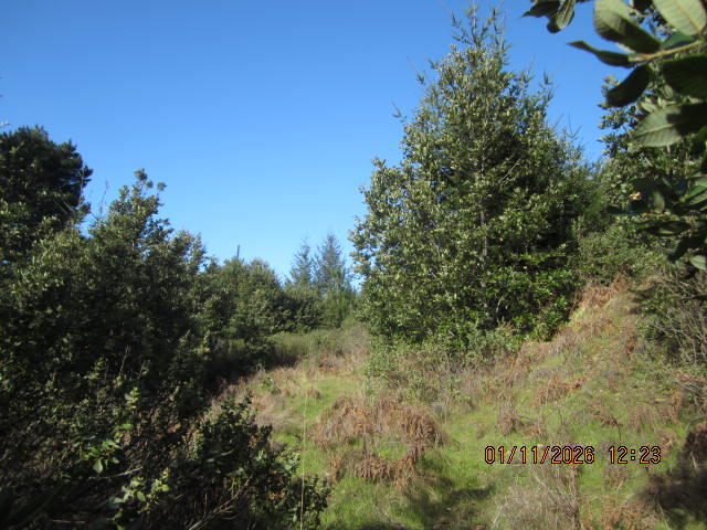 2715 Toth Road Shelter Cove, CA 95589 - Photo 22 of 27 IMG_0777