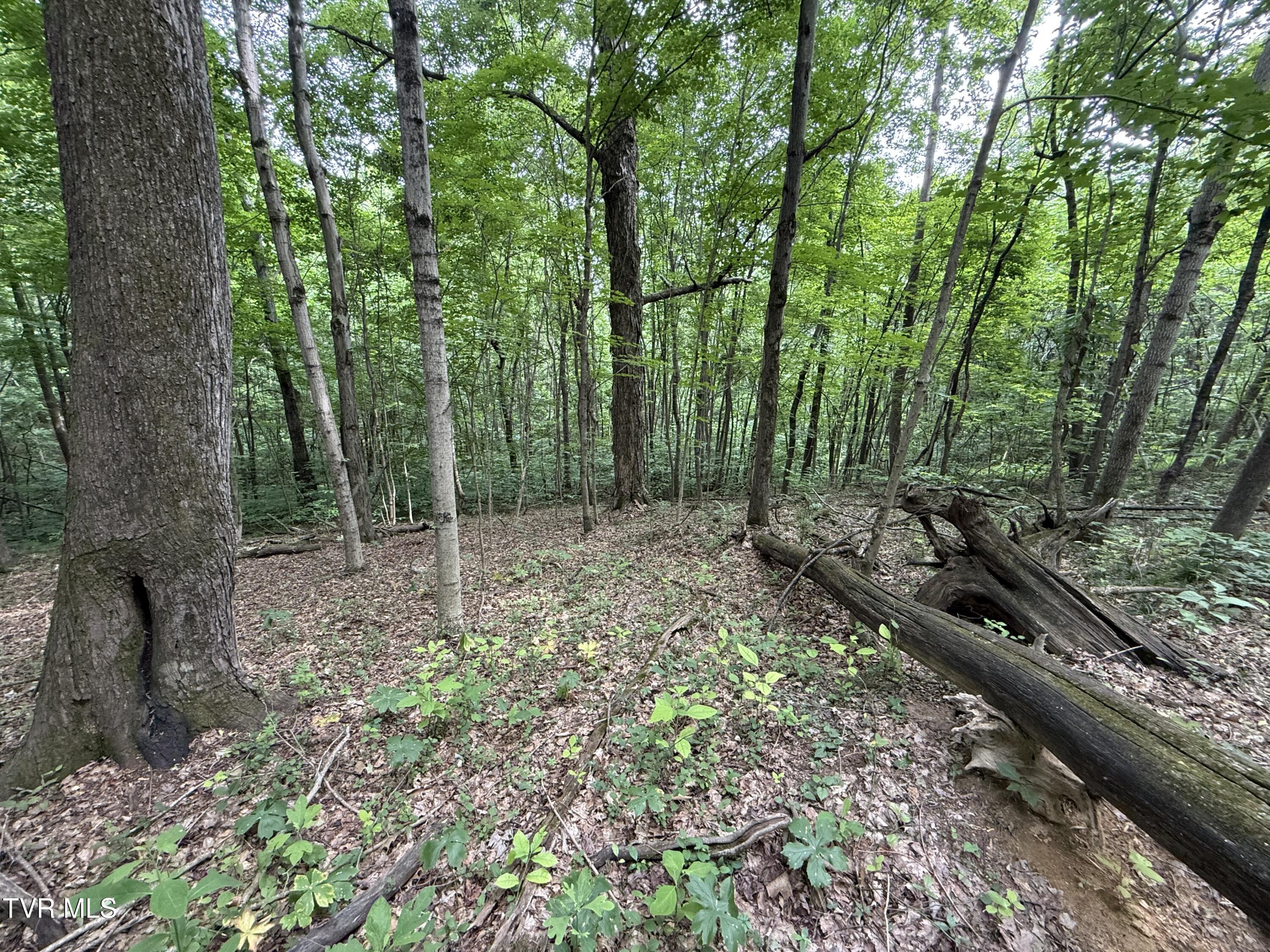 1808 Island Road, Unit 3 Blountville, TN 37617 - Photo 5 of 11 IMG_0366