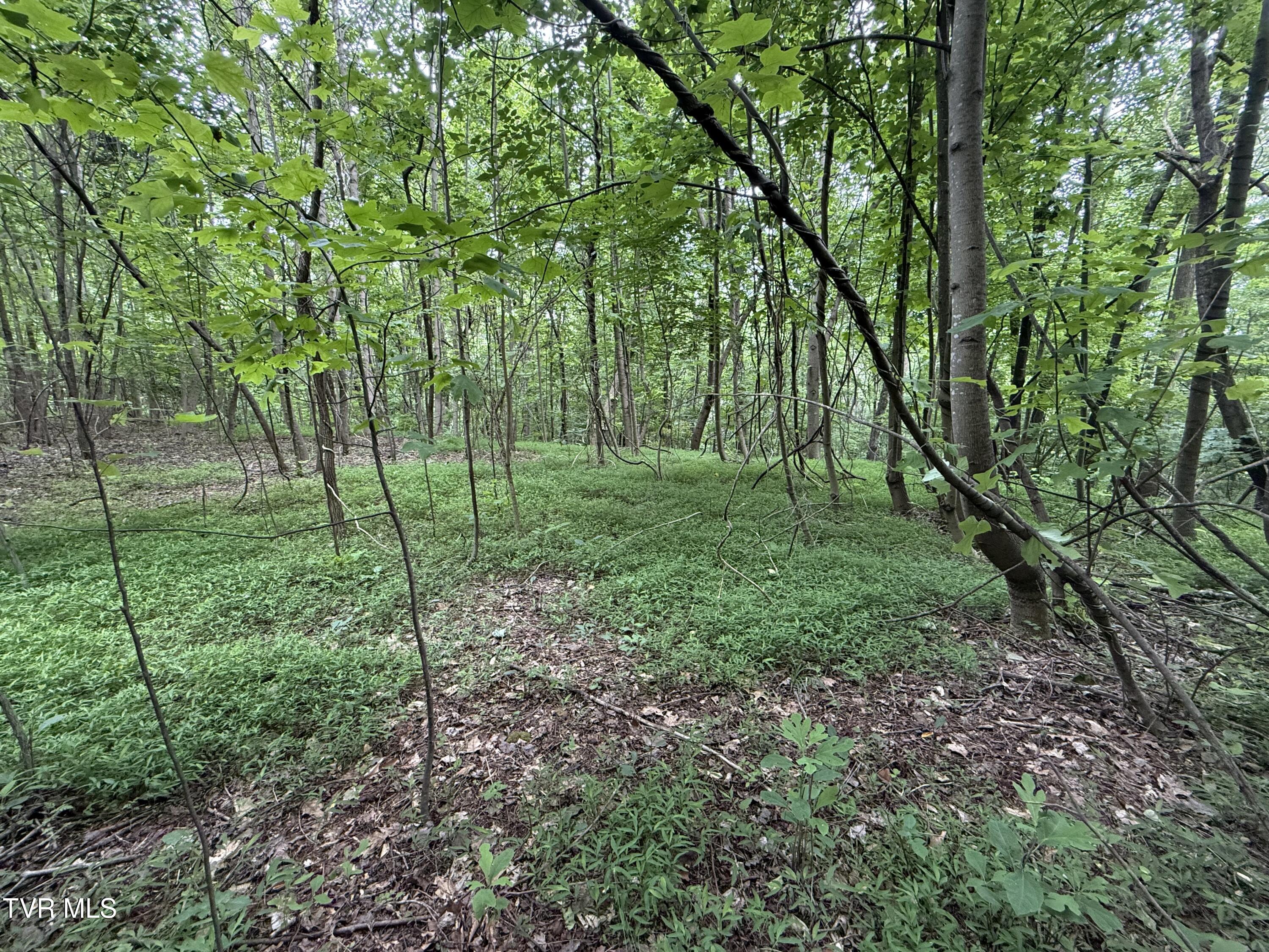 1808 Island Road, Unit 3 Blountville, TN 37617 - Photo 8 of 11 IMG_0355