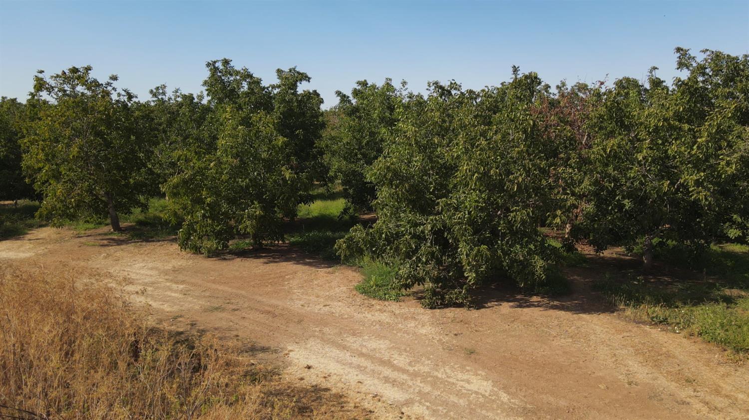 2507 Escalon-Bellota Road Farmington, CA 95230 - Photo 19 of 30 a view of a yard with a tree