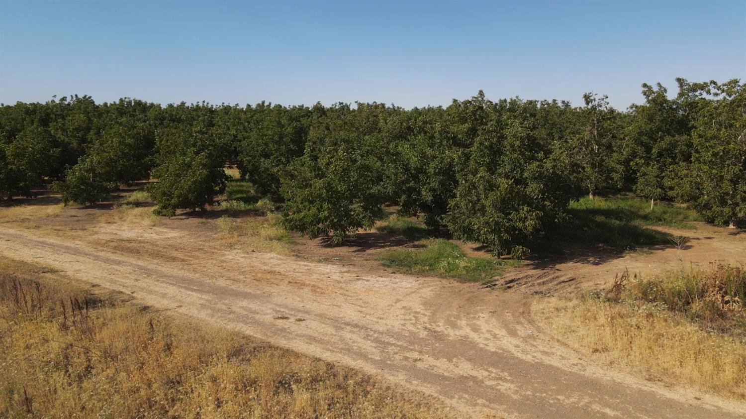 2507 Escalon-Bellota Road Farmington, CA 95230 - Photo 20 of 30 a view of a yard with a tree