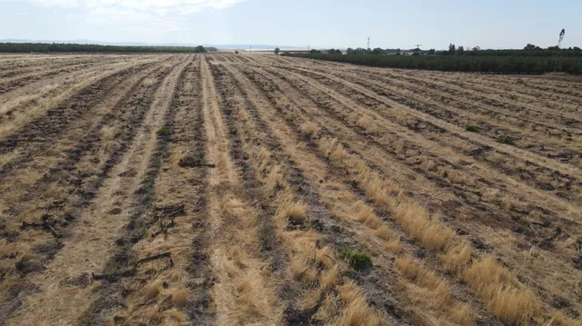 a close up of a plant