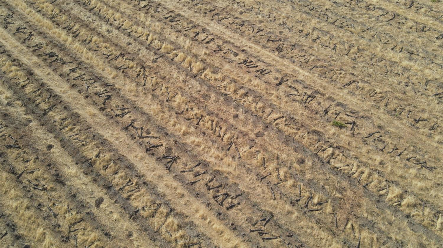 2507 Escalon-Bellota Road Farmington, CA 95230 - Photo 30 of 30 a close up of a plant