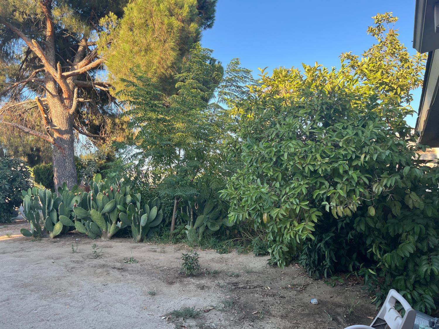 800 Wessmith Way Madera, CA 93638 - Photo 23 of 24 a backyard of a house with lots of green space