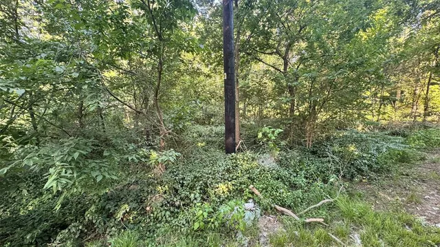 a view of a forest with lush green forest