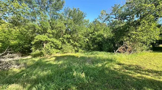a view of a yard with plants and large trees