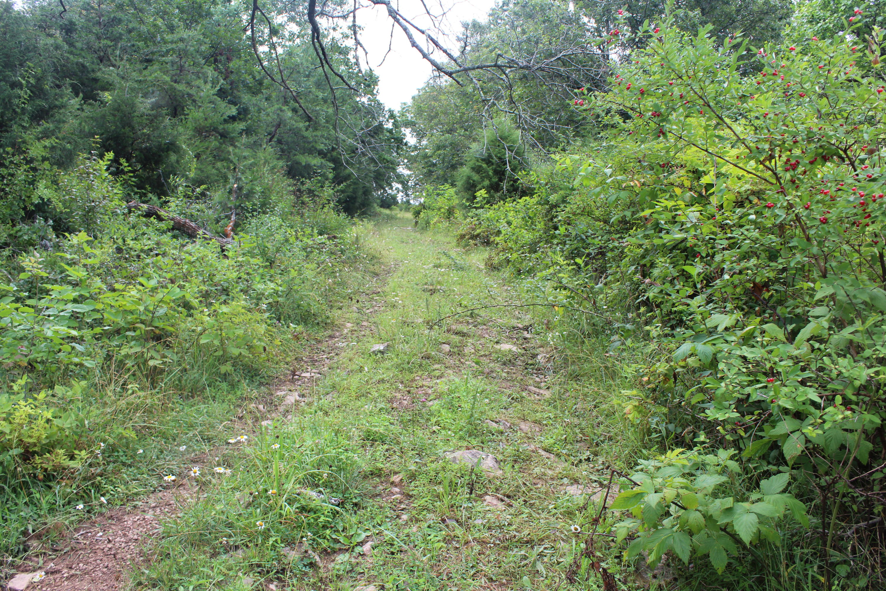 Bradshaw Run Road Forest Hill, WV 24935 - Photo 10 of 22 Gallery Image 10