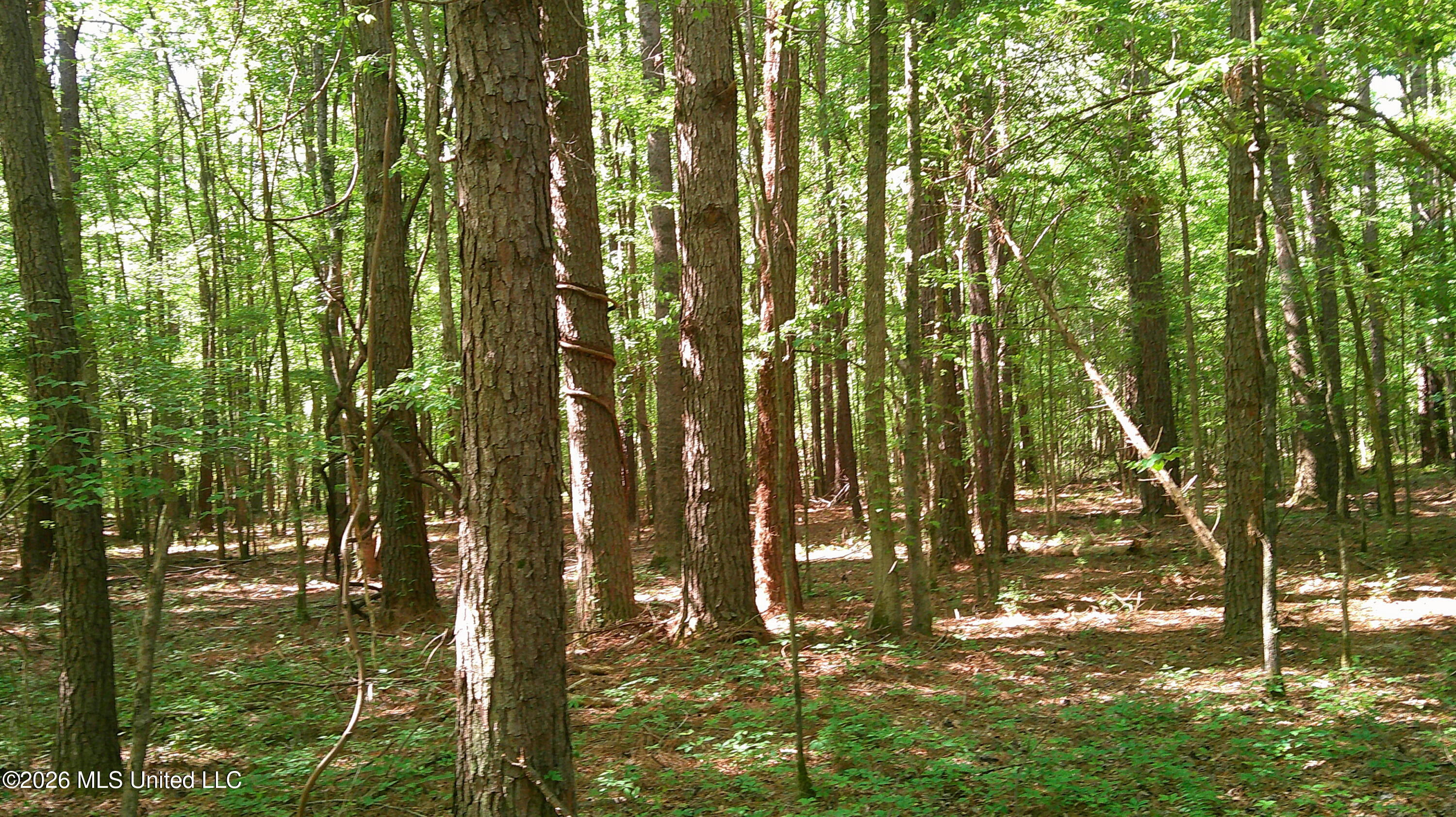 Pleasant Hills Road Gattman, MS 38844 - Photo 4 of 10 DSCF0300