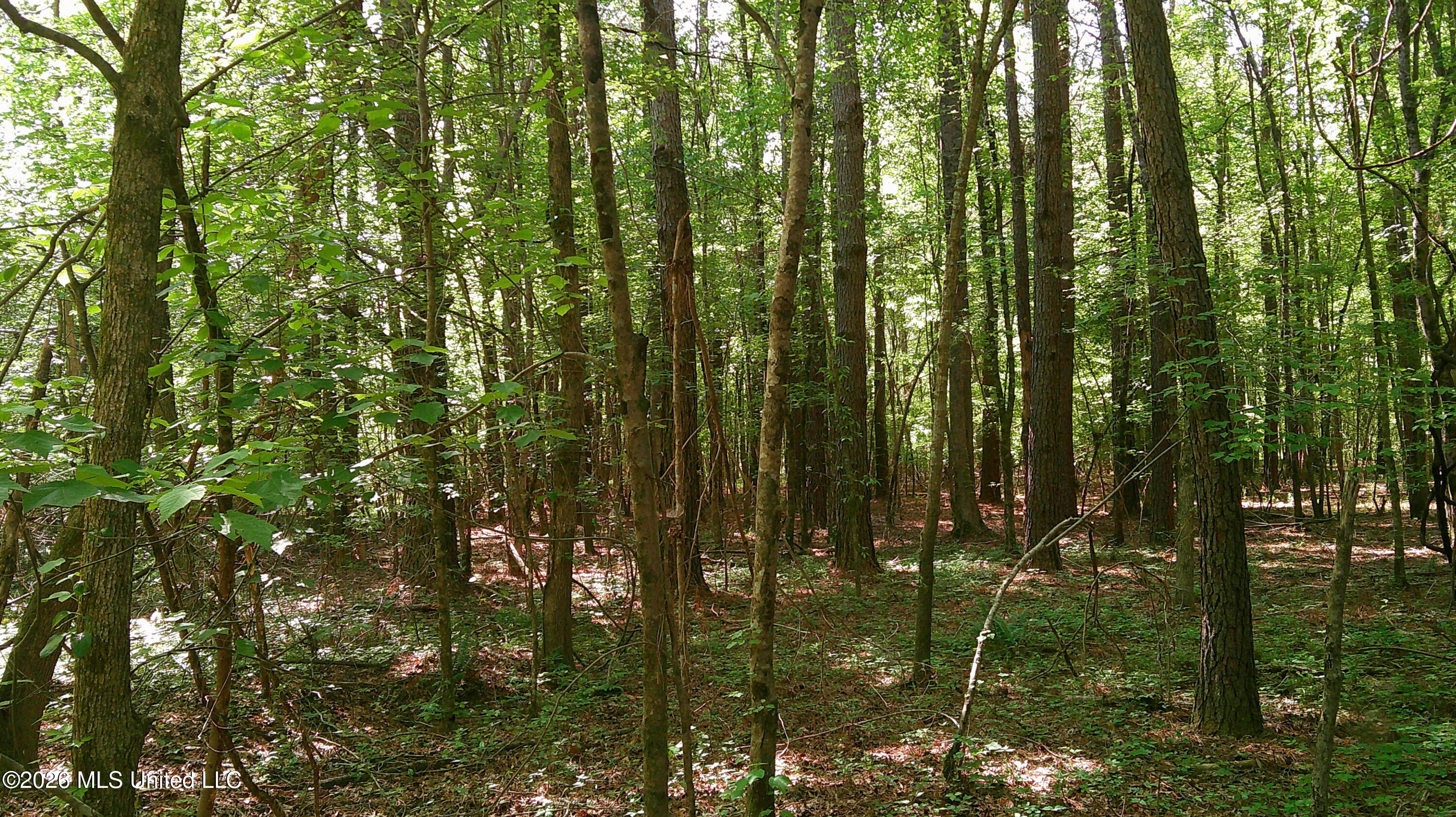 Pleasant Hills Road Gattman, MS 38844 - Photo 5 of 10 DSCF0301