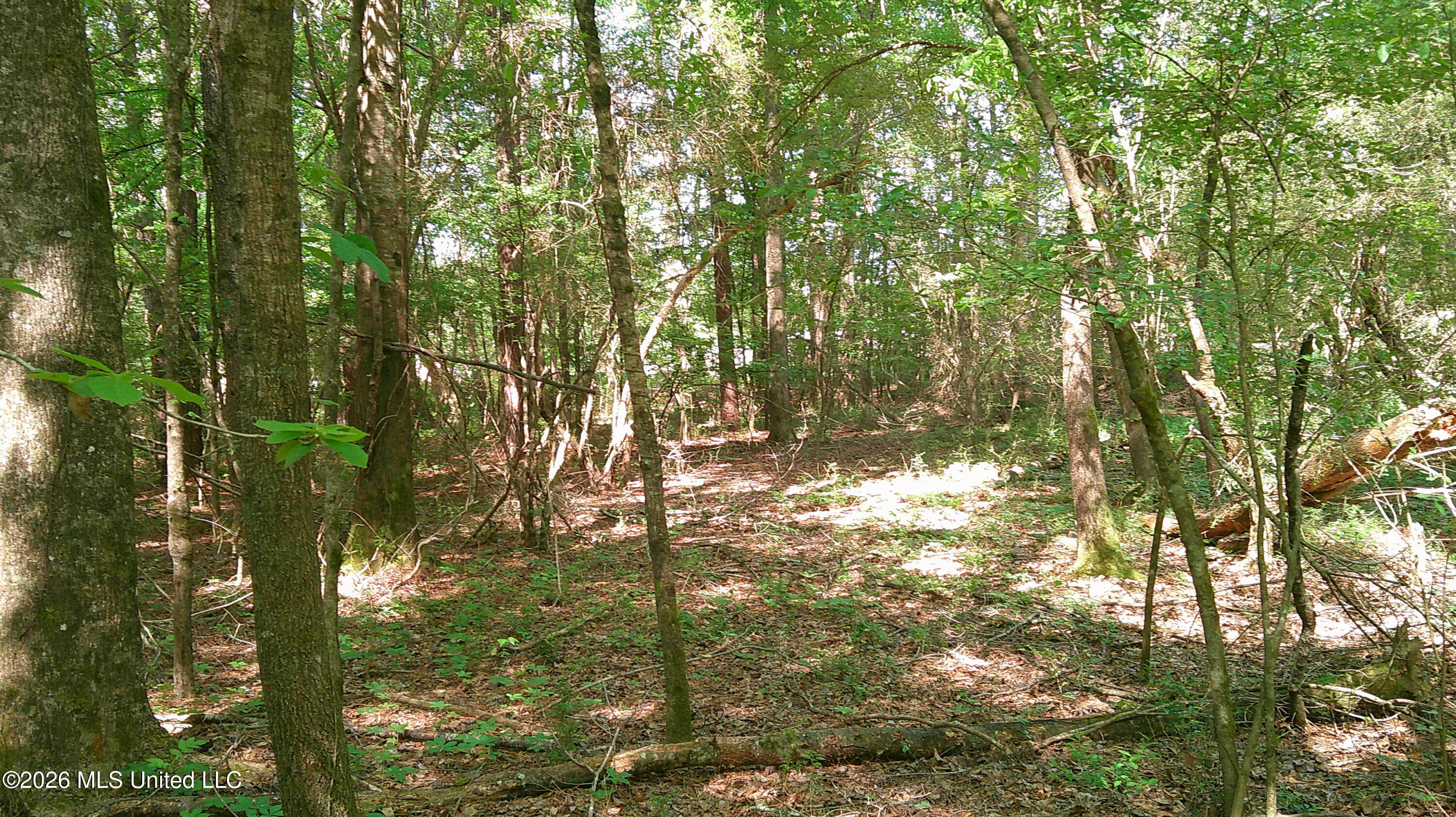 Pleasant Hills Road Gattman, MS 38844 - Photo 6 of 10 DSCF0302