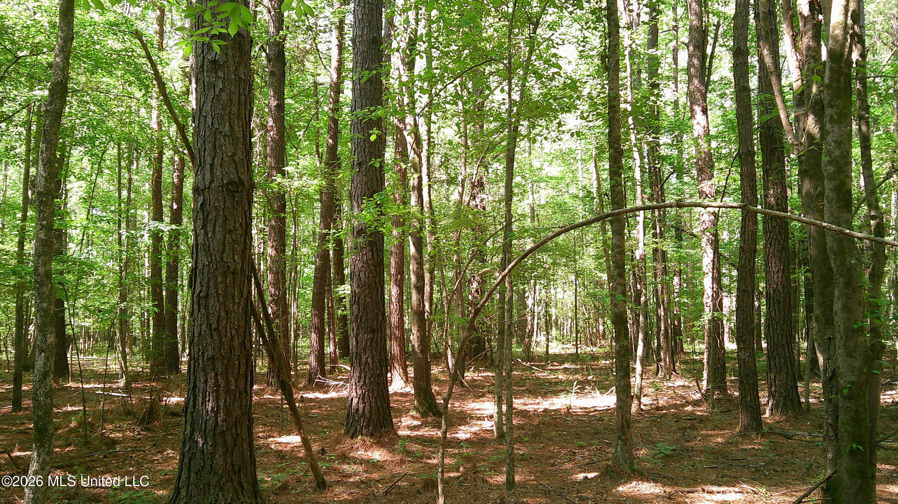 Pleasant Hills Road Gattman, MS 38844 - Photo 7 of 10 DSCF0303