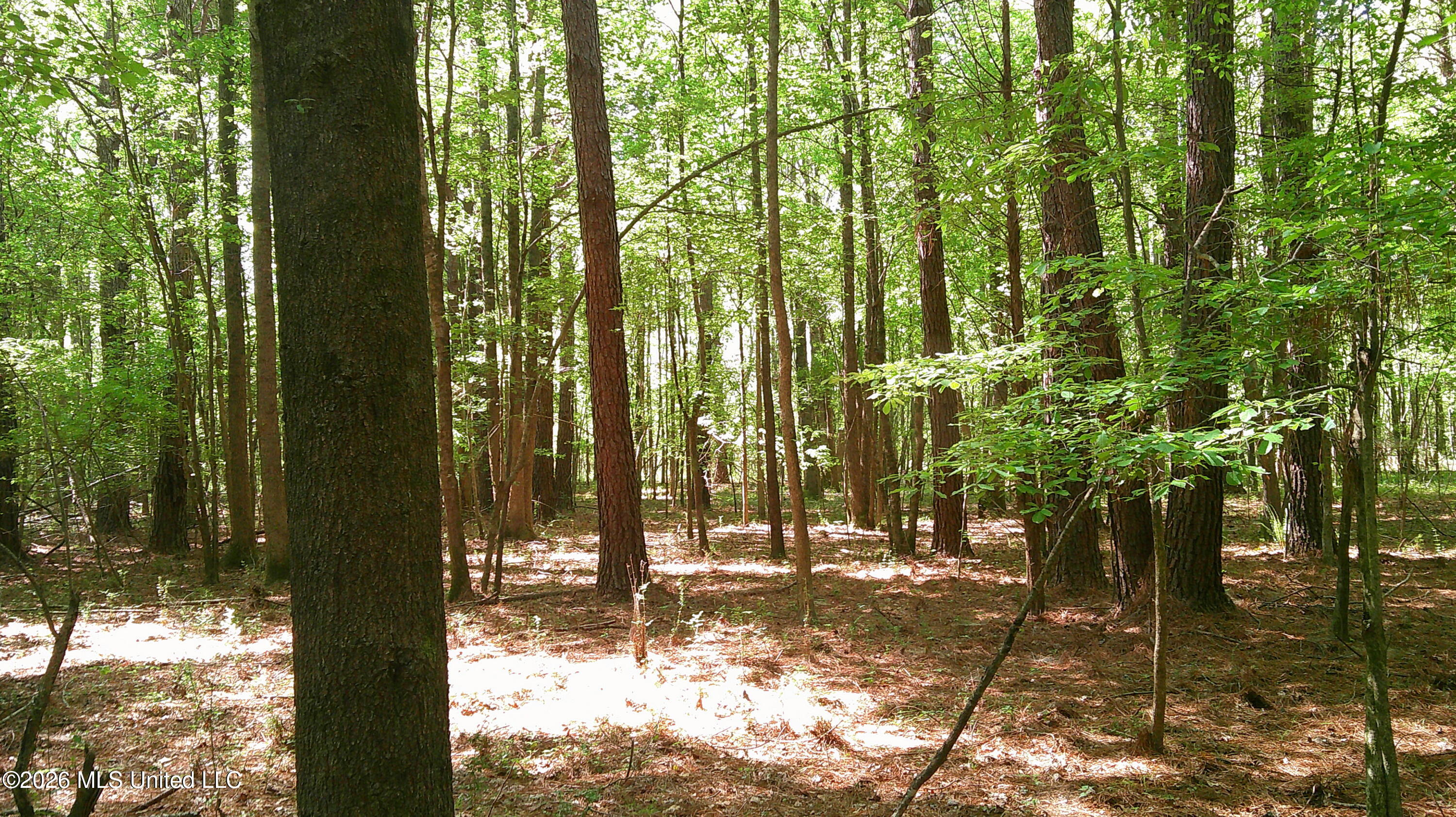 Pleasant Hills Road Gattman, MS 38844 - Photo 8 of 10 DSCF0304