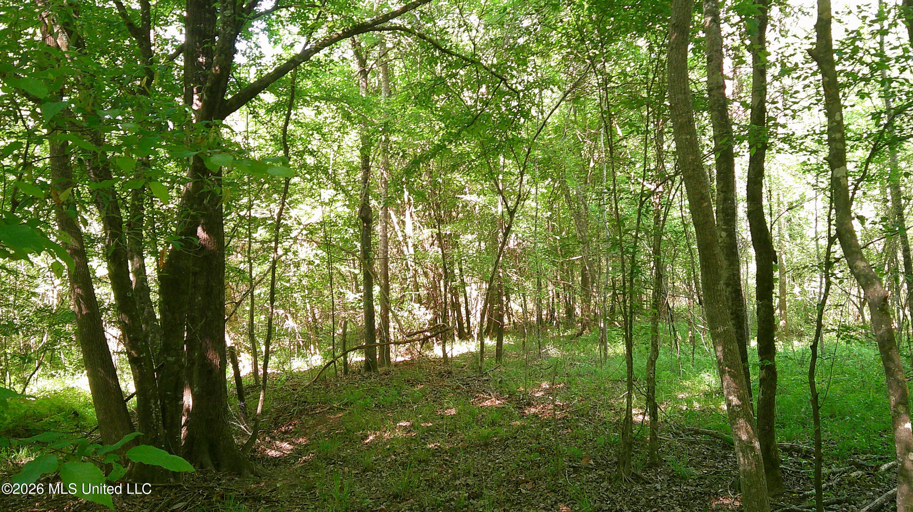 Pleasant Hills Road Gattman, MS 38844 - Photo 9 of 10 DSCF0305