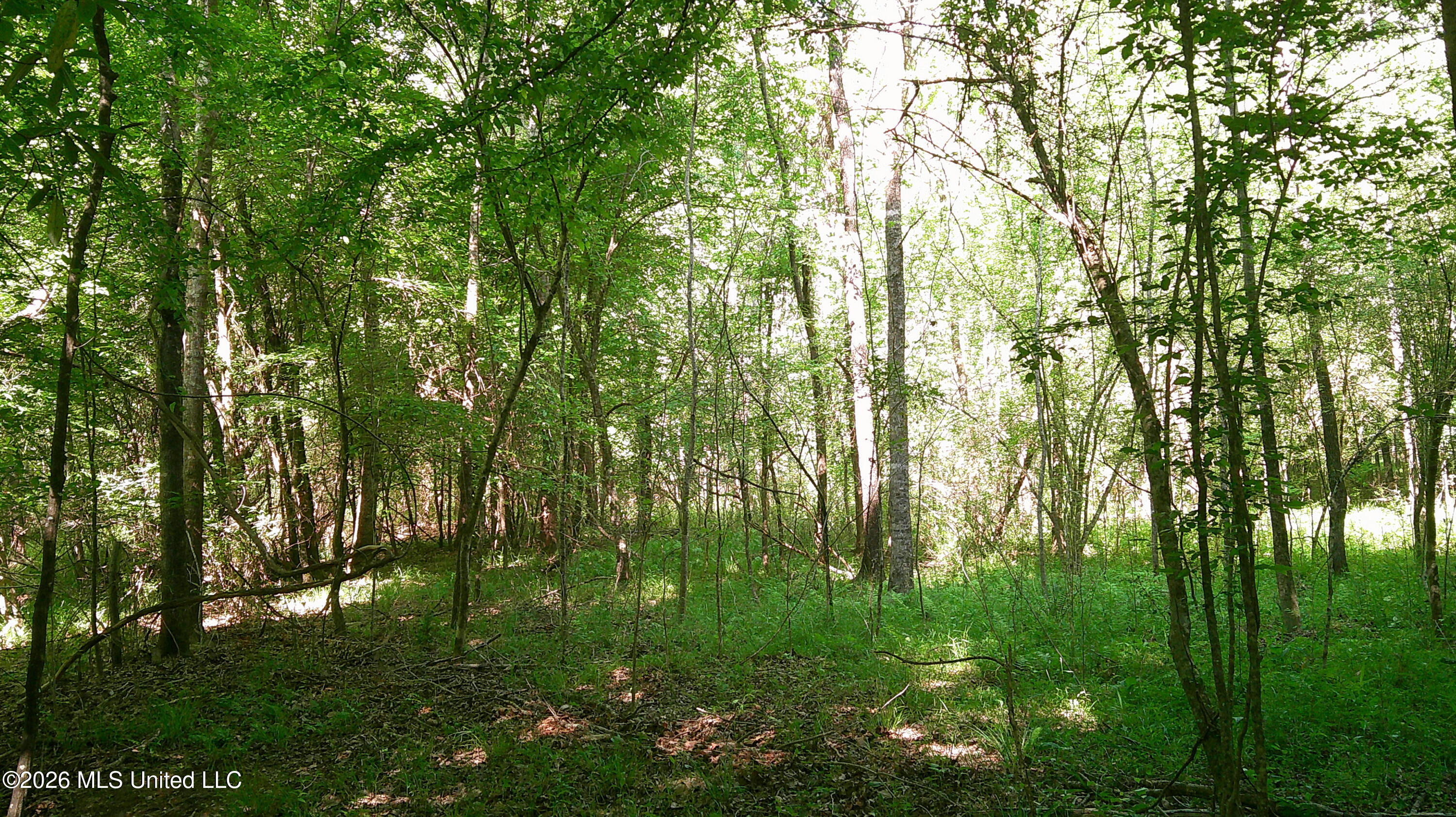 Pleasant Hills Road Gattman, MS 38844 - Photo 10 of 10 DSCF0306