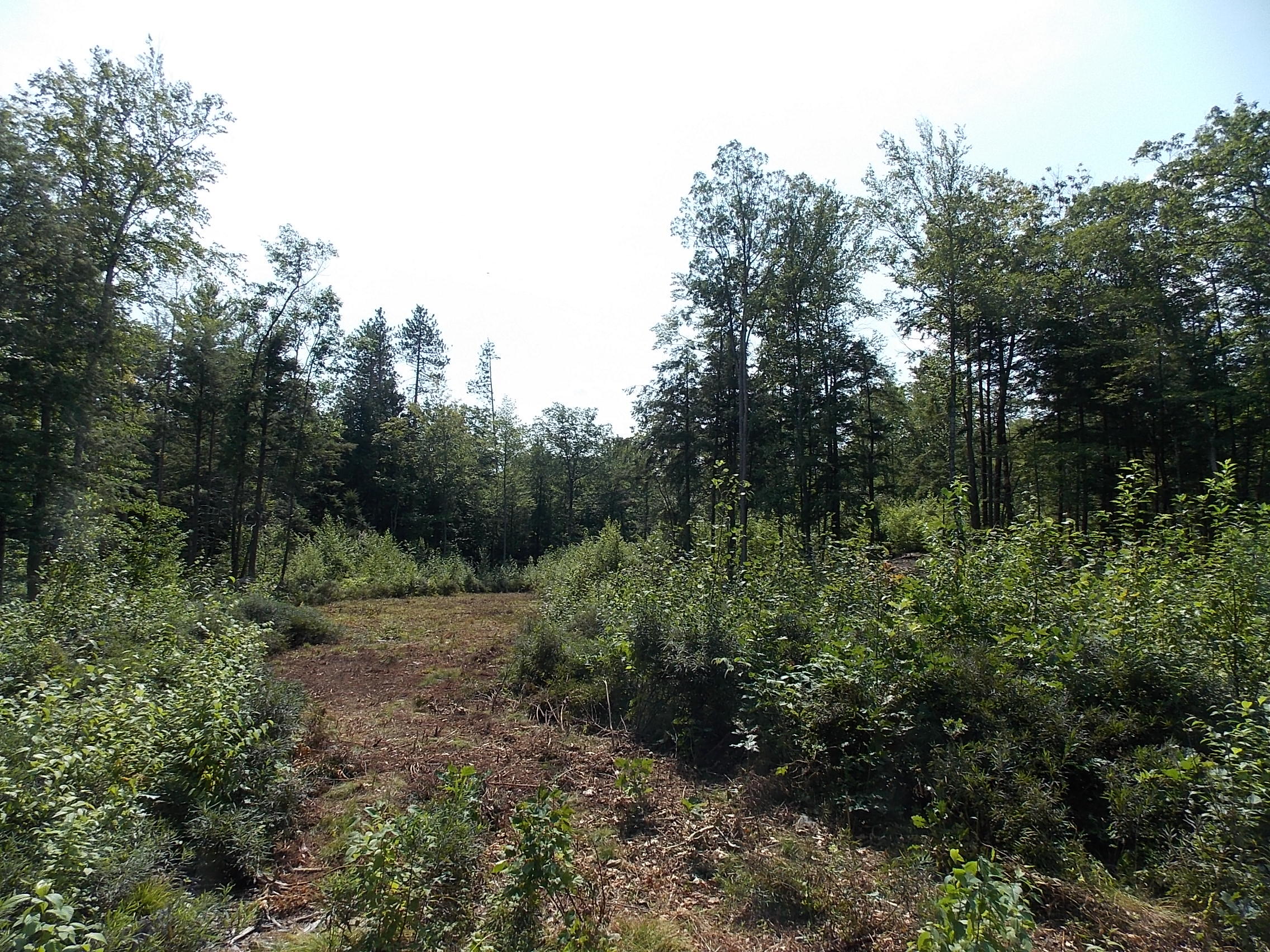 0 Walnut Brook Road Sanford, ME 04073 - Photo 12 of 19 DSCN9525