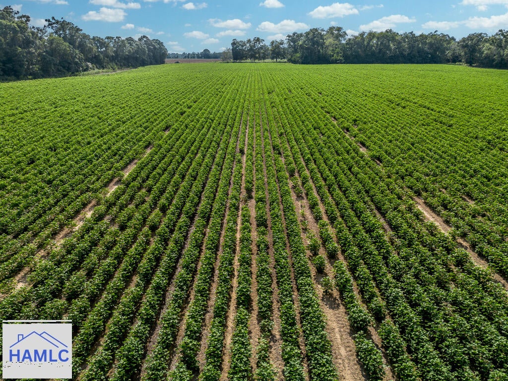 Tbd New Bethel Road Jesup, GA 31545 - Photo 19 of 26 Gallery Image 19